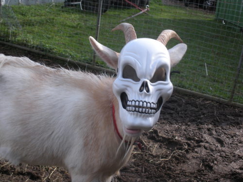 piplups:themusicisyourmaster:SO LIKE THREE YEARS AGO WE PUT A HALLOWEEN MASK ON MY GOAT AND I COMPLE