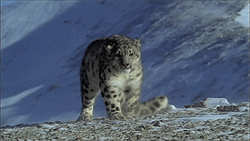 refugeofthewild2:  Refúgio do Wild 2  