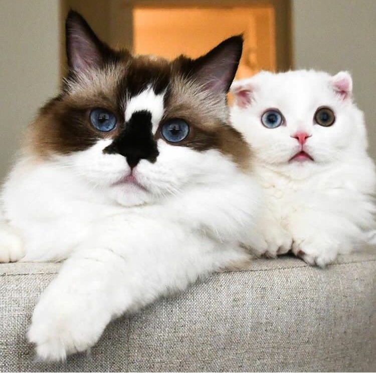 animals-lovers:  Goyanggy // Albert