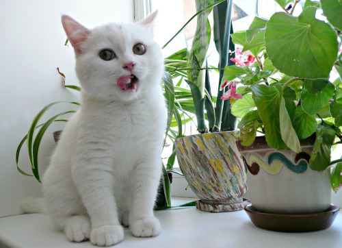Cats