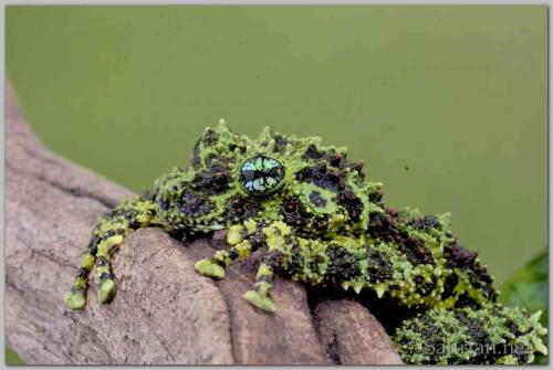 coolthingoftheday:TOP TEN COOLEST FROGS1. Glass frog2. Camouflaged toads3. Waxy monkey tree frog4. V