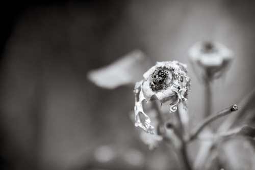 dead flower 07292018