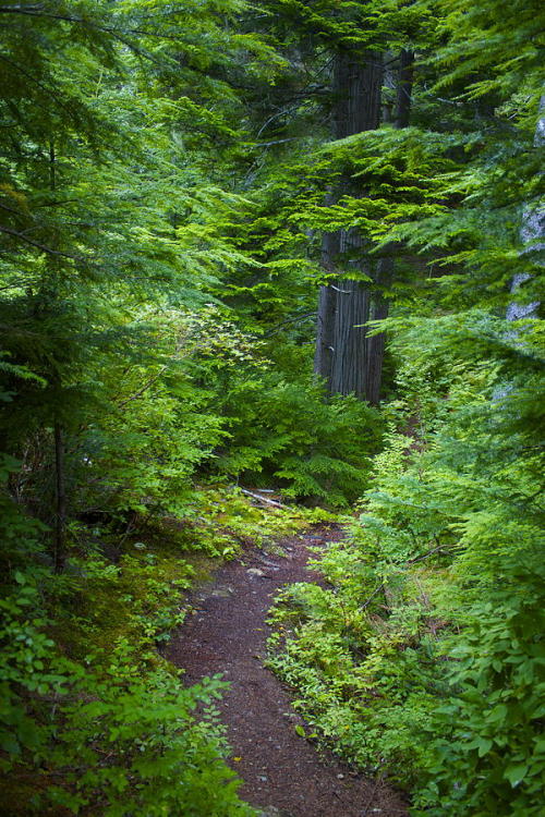 lori-rocks:(via Walk In The Forest Photograph by Sylvia Hart - Walk In The Forest Fine Art Prints an