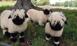 nettlepatchwork:Today I learned about the Valais Blacknose sheep. I think I’m dead of cute.