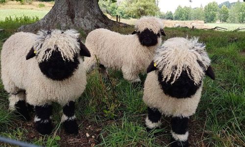 ithilienne:nettlepatchwork:Today I learned about the Valais Blacknose sheep. I think I’m dead 