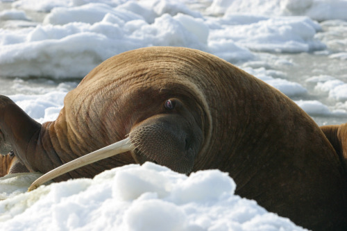 Walrus Cow Asleep on the Ice. Photography by Joel Garlich-Miller.