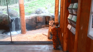 mekatang:  ADORABLE!!! both of them 2 tigers hahaha 