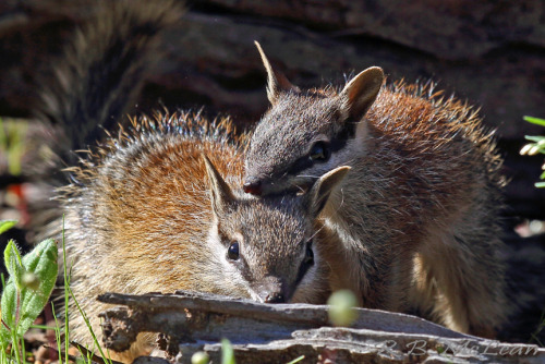 oceaniatropics: a pair of Numbats (native australian animal), Western Australia