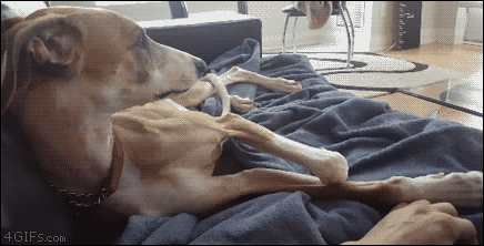 4gifs:  Dog doesn’t allow dog-sitter to stop petting him. [video] 