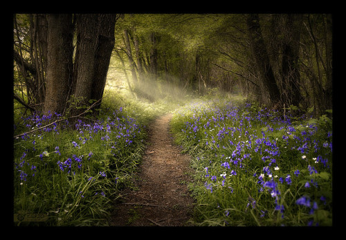 Bluebells by kerto.co.uk on Flickr.