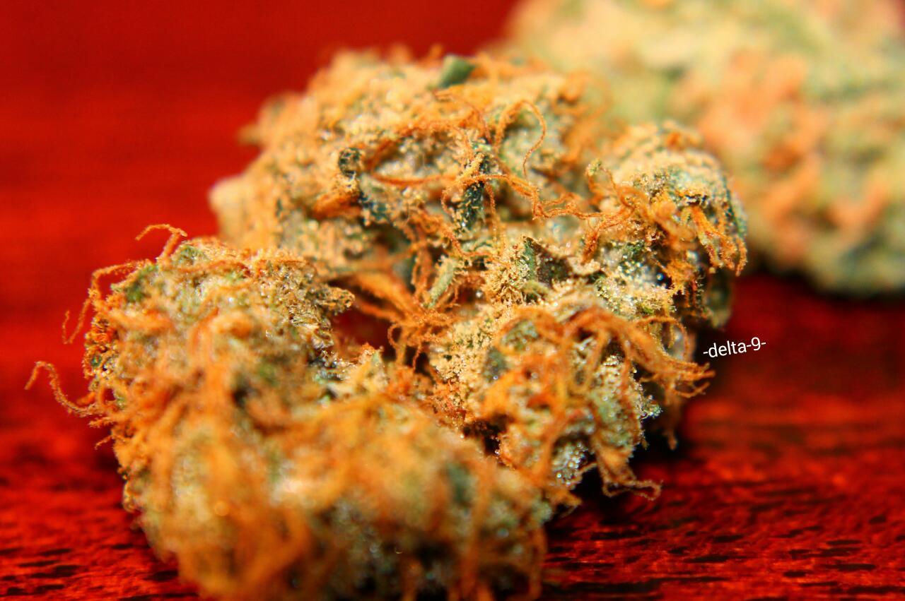 -delta-9-:  A nice contrast of, Amnesia Haze, Blue Dream and some Kryptonite OG.