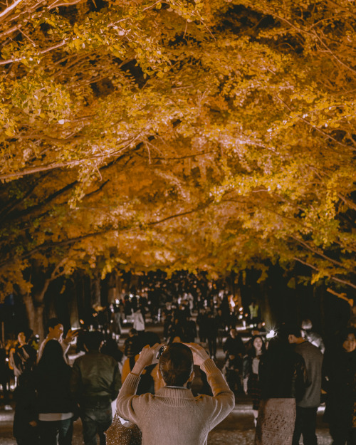 Showa Kinen ParkThe long line of ginkgo trees is a sight to behold, so be sure to take a look and 