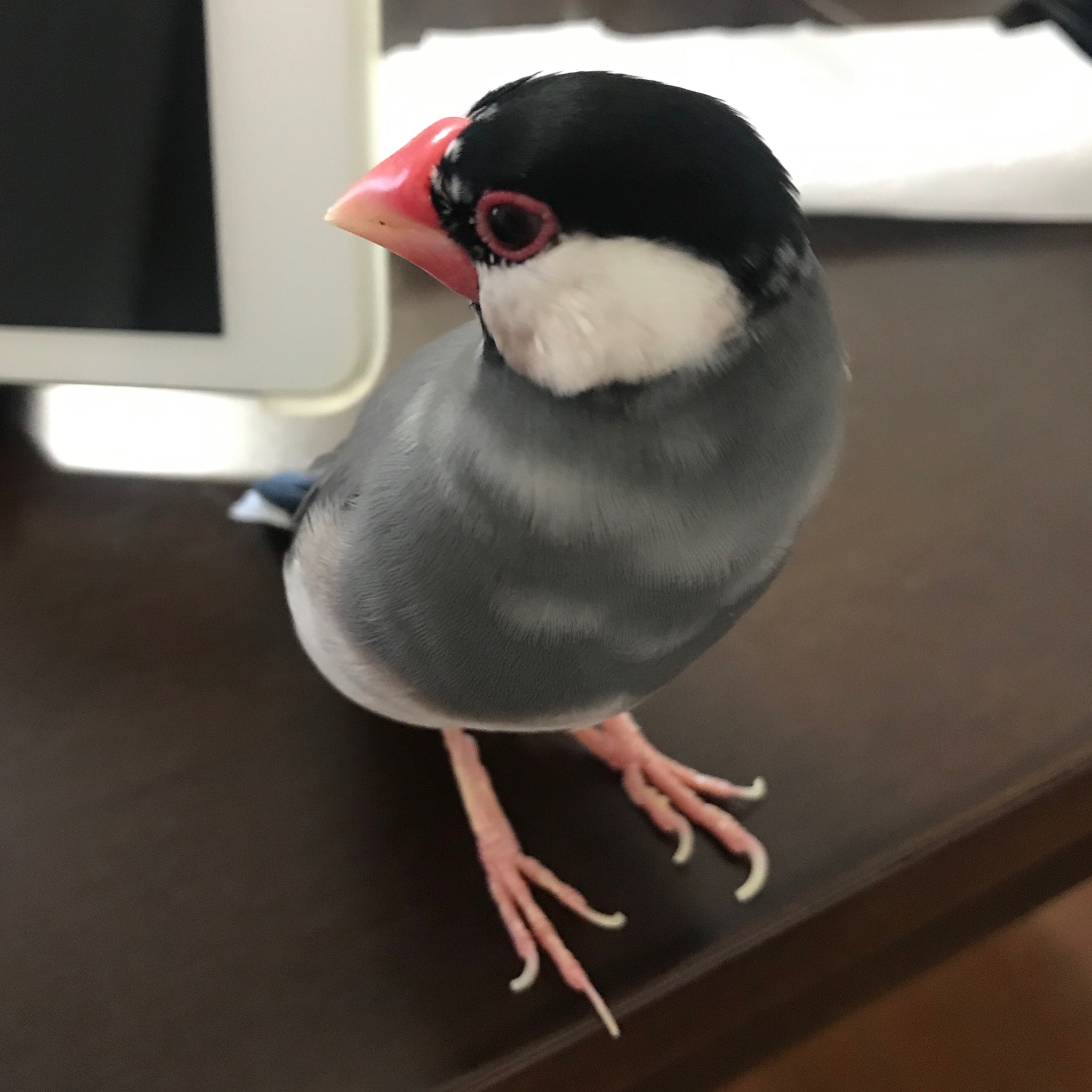 文鳥君 Explore Tumblr Posts And Blogs Tumgir 文鳥君 Explore Tumblr Posts And Blogs Tumgir