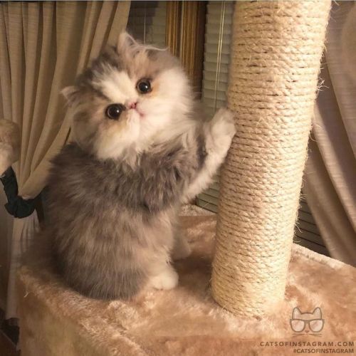 catsofinstagram:From @Munchkinfamilyy: “Yuki has found his favorite modeling pose ” #cat