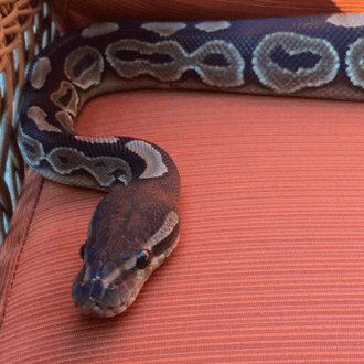 montythepython:Bleb on Orange