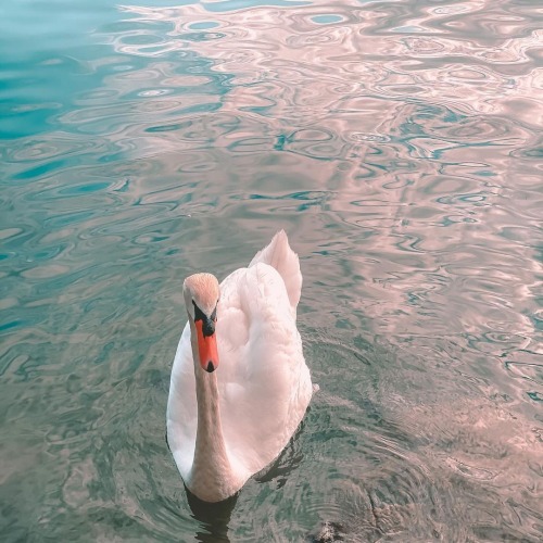 florealegiardini: Swans in Varenna Lake Cm Italy ~ Simna Mdica