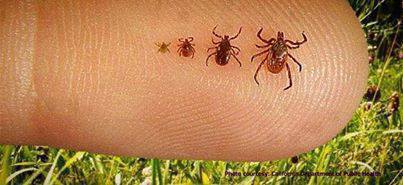 Lyme disease ticks on dogs