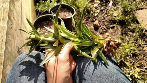 misadventured-piteous-overthrows:The garden was fine after the frost but some plants got squished/st