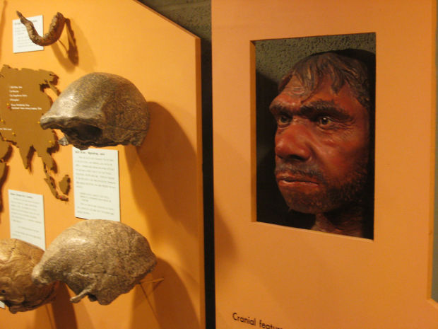 Modern humans and neanderthals