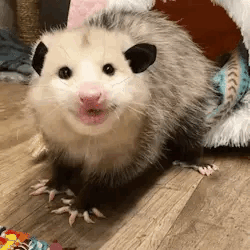 ~ ~ Bat, Possum, And Fox Stimboard ~ ~