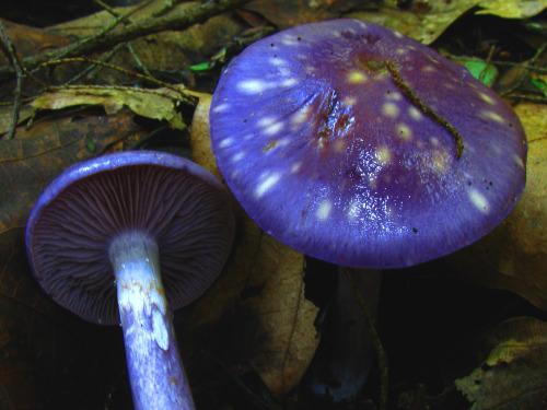 PREPARE FOR MUSHROOM EDUCATION!!!!!!!