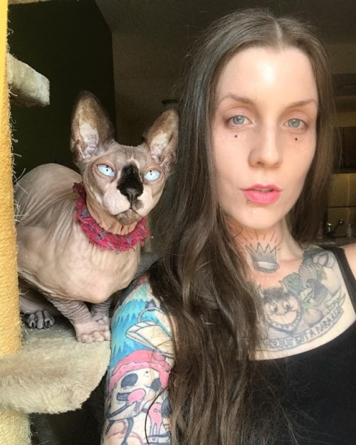  . . . #sphynx #cat #catsofinstagram #adoptdontshop https://www.instagram.com/p/BnU0gUcnOza/?utm_sou