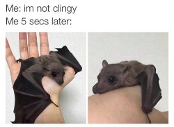 alittlespacekitten:  I LOVE BATS