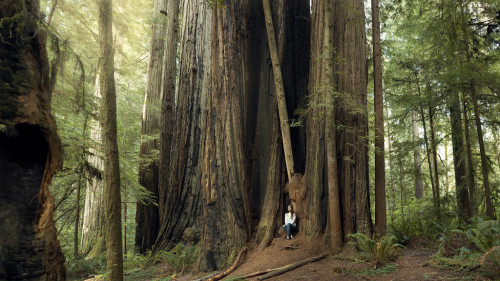 brutalgeneration:  The Redwoods (by Amelia Fletcher)
