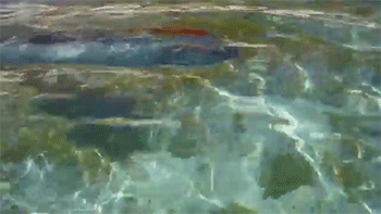 amtrax:  bogleech:  toxeh:  starborn-vagaboo:  sizvideos:  Watch this rare oarfish sighting  AMAGAD OARFISH WHAT Incase you didn’t know oarfish are very long deep sea fish that rarely if ever come to shallow water; if they do it’s usually because