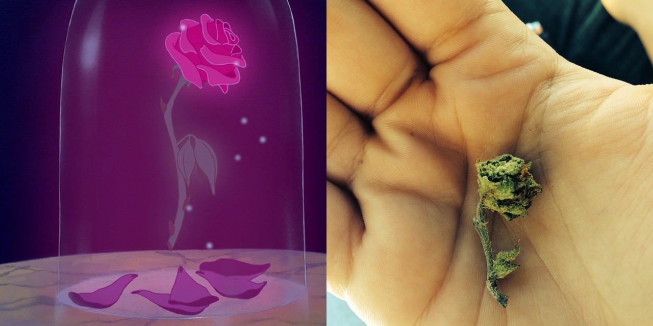 the-stoner-sage:  thequeenshabit:  This little nug of weed looks like the rose from