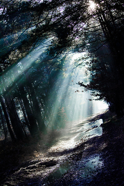 ancientdelirium:  Sunlight in the forest of Fontainebleau by Aurel___ on Flickr.