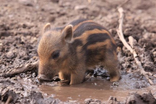 cuteness–overload: Tiny warthog cooling off in a tiny mud puddle Source: bit.ly/1UsChRG