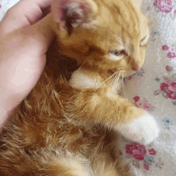 «❀» Cat Stimboard! 
