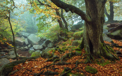 90377:  Autumnal Gorge by James Mills  jamesmillsphotography.com  