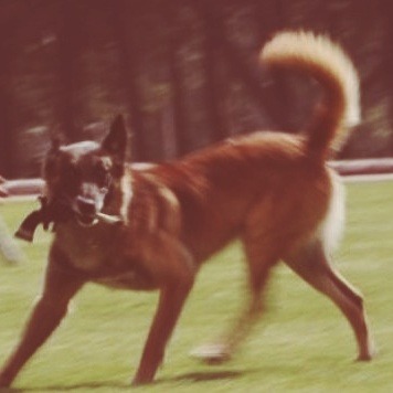 lambrini-socialism:highlyspecificmoodboards:communist dog moodboard[got a highly specific moodboard 