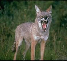 thyrell:rslashrats:evilscientist3:thyrell:evilscientist3:beabigshot:chainsawdyke666:beabigshot:rslashrats:cherry-flavored-content:horsescary:peysi:horsescary:horsescary:rslashrats:we