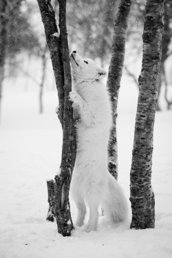 Beautiful-Wildlife:  Definately Something Interesting Up There By Cecilie Sønsteby