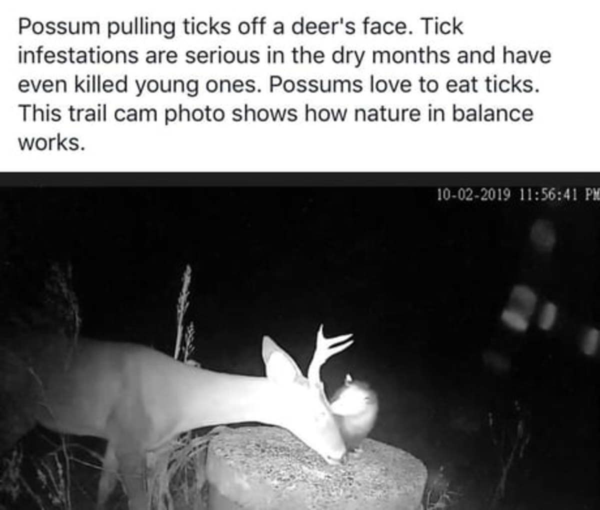 friendly-neighborhood-patriarch:  black-labs-matter:  How opossums help fight ticks