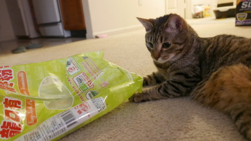 myheartleapt: Is it a semi-transparent plastic bag? Does it have a ball in it? Then it’s a toy