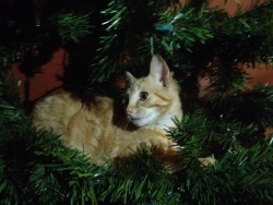 kibblesundbitches:  Milo is helping us set up the Christmas tree. (: