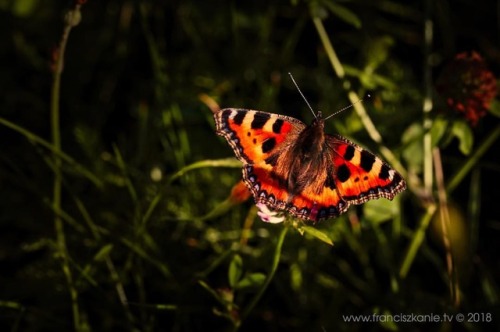 Gdzieś w trawie #motyl #butterfly #franciszkanie (w: Bridgeport, Connecticut)
