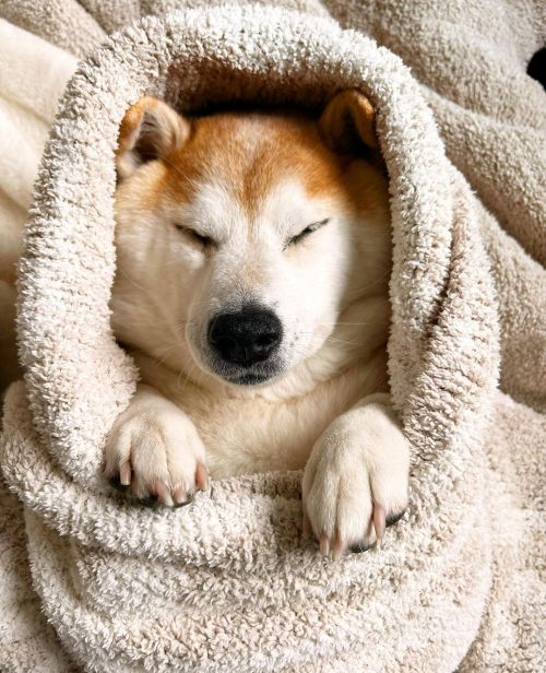 * Wrapped doge like . . 寒くて包まる。 からの肌ける。 #shiba#shibainu#glaucomadog#dogislove#uni#unihalo#柴犬うに#柴犬#緑内