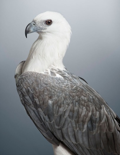 moarrrmagazine:  Prey - bird photography by Leila Jeffrey 
