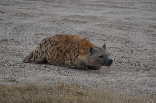 6thclone:  howtoskinatiger:  (by CharlesCRussell)  LOAF 