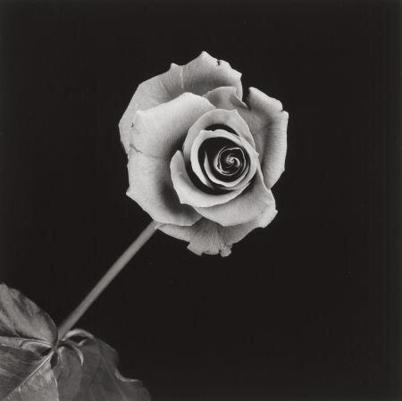 Sex zzzze:Robert Mapplethorpe Lily, 1986 - Gelatin pictures