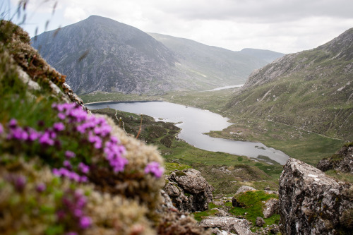 Wild Thyme creeping in the cracks of these ancient glacial mountains.Cwm Idwal, Snowdonia