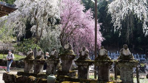 すごい光景です。#清雲寺 #枝垂桜 #igersjapan #ig_nihon #icu_japan_nature #jp_gallery #icu_global #good_jobshot #gre