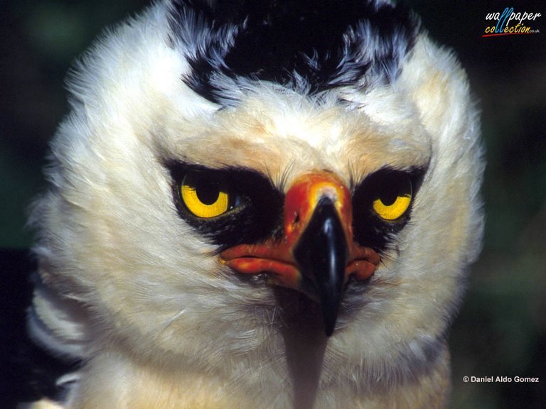 sea-hound: dorky-fandom-reblogs:  I HAVE FOUND THE ANGRIEST BIRD THESE ARE CALLED