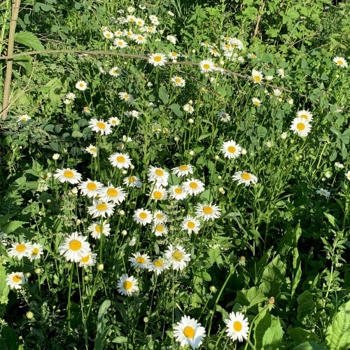 field flowers