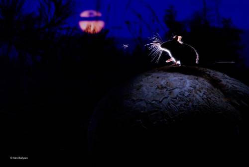 poweredbyplantscr:(via The mouse, the moon and the mosquito | Alexander Badyaev | Mammals | Wildlife